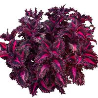 TerraScape Pink Ribbons Coleus