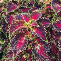 TerraScape Royal Delight Coleus