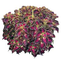 TerraScape Royal Delight Coleus