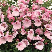 Breezee Appleblossom Diascia