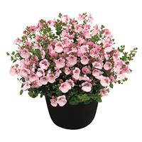 Breezee Appleblossom Diascia