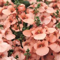 Breezee Apricot Diascia