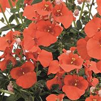 Breezee Orange Diascia