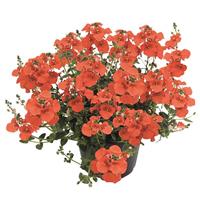 Breezee Orange Diascia