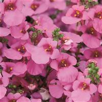 Breezee Pink Diascia