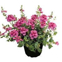 Breezee Pink Diascia