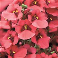 Breezee Red Diascia
