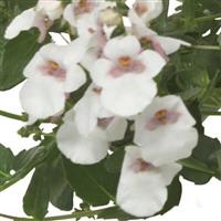 Breezee White Diascia