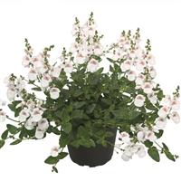 Breezee White Diascia