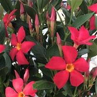 Sun Parasol FiredUp Coral Dipladenia