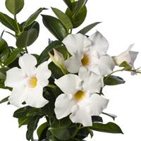 Madinia Elegant White Dipladenia