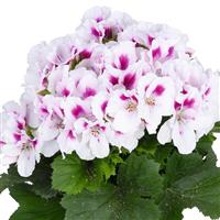 Elegance Belinda Regal Geranium