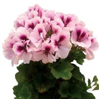 Elegance Emma Regal Geranium