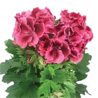 Elegance Kate Regal Geranium