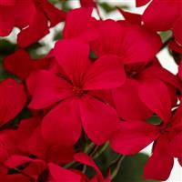 Caliente Hot Pink Interspecific Geranium
