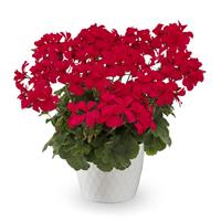 Caliente Hot Pink Interspecific Geranium