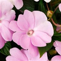 Spectra Lavender Shades New Guinea Impatiens