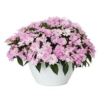 Spectra Lavender Shades New Guinea Impatiens