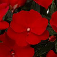 Spectra Deep Red New Guinea Impatiens
