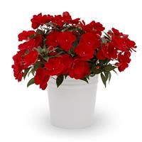 Spectra Deep Red New Guinea Impatiens