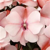 Spectra Peach Bicolor New Guinea Impatiens