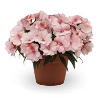 Spectra Peach Bicolor New Guinea Impatiens
