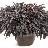 Sweet Caroline Medusa Black Ipomoea