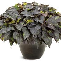 Sweet Caroline Sweetheart Shadowstorm Ipomoea