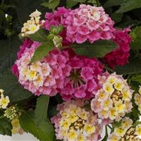 Bandolista Pink Lemonberry Lantana
