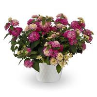 Bandolista Pink Lemonberry Lantana