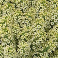 YOLO French Vanilla Lobularia