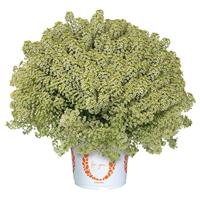 YOLO French Vanilla Lobularia