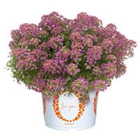 YOLO Pink Lobularia