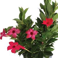 Flordenia Neon Dipladenia