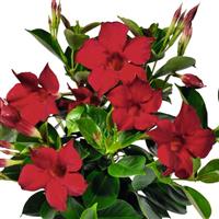 Flordenia Red Dipladenia
