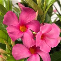 Sundenia Suprema Vivid Pink Mandevilla