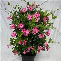Sundenia Suprema Vivid Pink Mandevilla