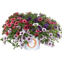 Confetti Garden Bloomtastic Summer Vacation Mixed Combo
