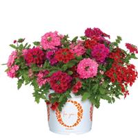 Confetti Garden Empress Sun Kiss Red Hots Mixed Combo