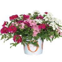 Confetti Garden Empress Sun Kiss Strawberry Shortcake Mixed Combo