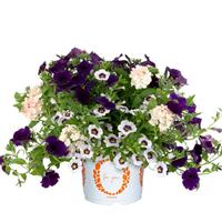 Confetti Garden Trio Mix Beach Comber Mixed Combo