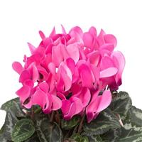 SeeWhy Pink Cyclamen