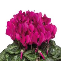 SeeWhy Purple Cyclamen