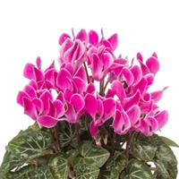 SeeWhy Purple Flame Cyclamen