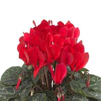 SeeWhy Scarlet Cyclamen
