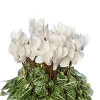 SeeWhy White Cyclamen