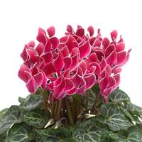 SeeWhy Wine Flame Cyclamen