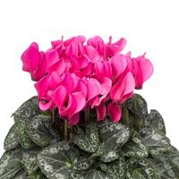 SeeWhy Deep Rose Cyclamen