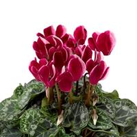 SeeWhy Shine Wine Cyclamen