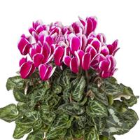 SeeWhy Shine Purple Cyclamen